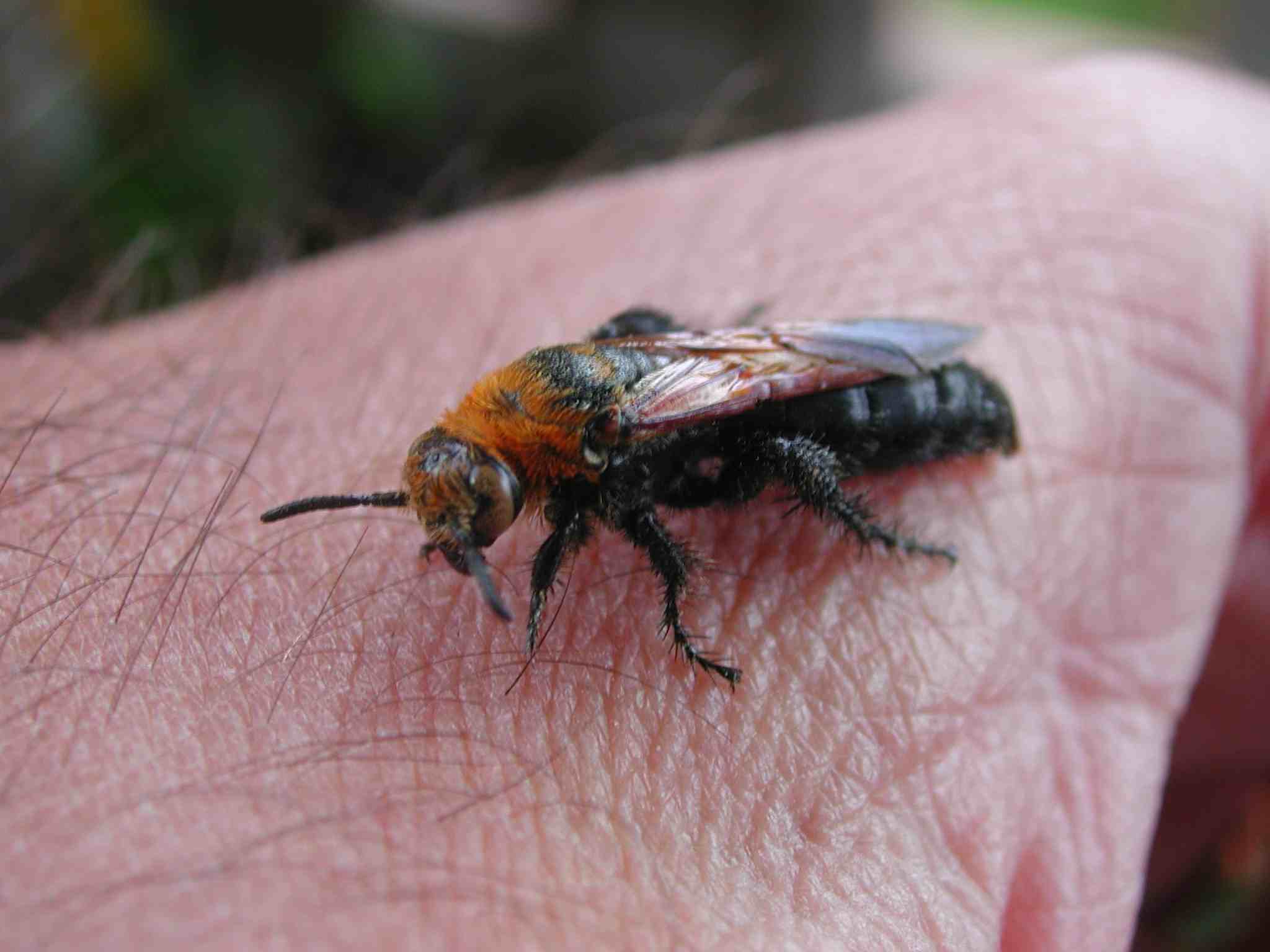 Bestione irsuto: Campsomeriella thoracica ♀ (Scolidae)